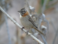 Zonotrichia capensis
