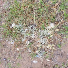 Senecio ceratophylloides, photograph author not stated, no rights reserved