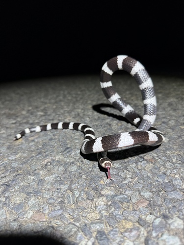 Eastern Bandy Bandy sighting