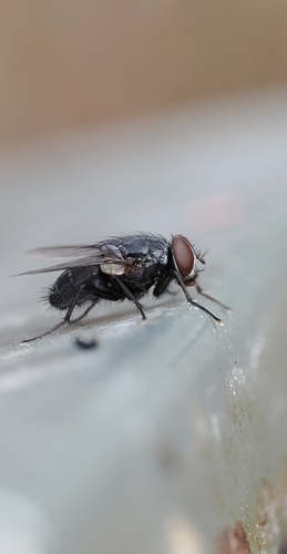 Unknown species found near Sheep Farm Rd, Weybridge, VT, US