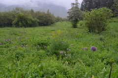 Allium aflatunense