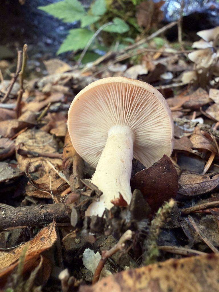 Lactarius xanthogalactus · November 2025 · photo: © deehimes (iNaturalist, cc-by)