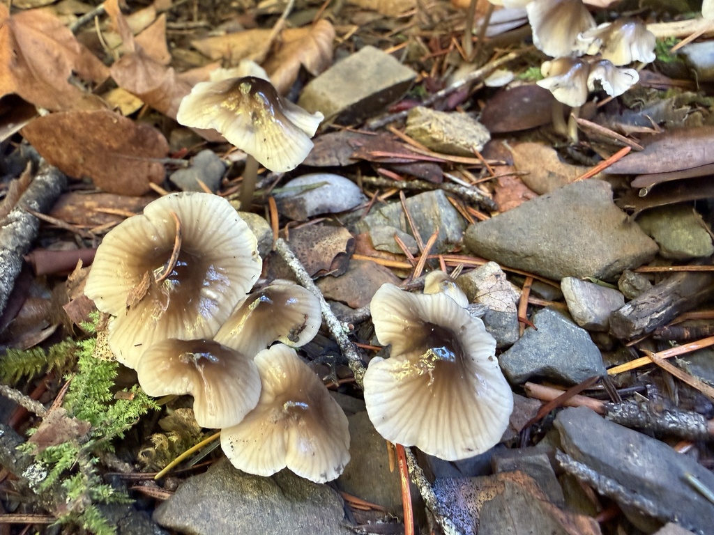 Mycena quiniaultensis