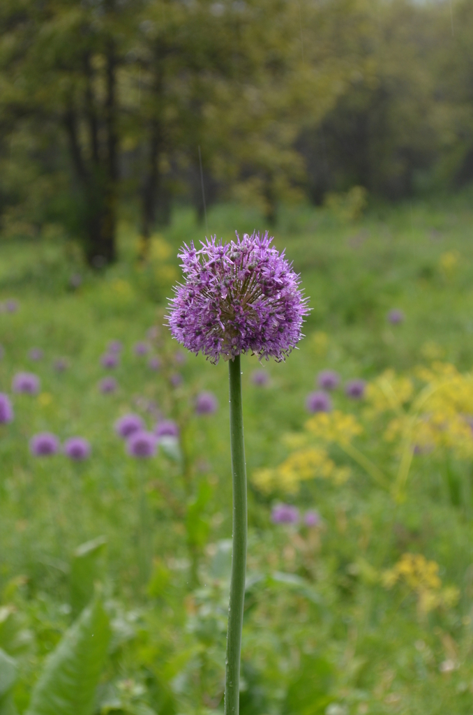 Persian onion