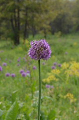 Allium aflatunense