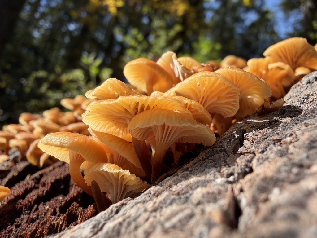 Xeromphalina campanella · November 2025 · photo: © deehimes (iNaturalist, cc-by)