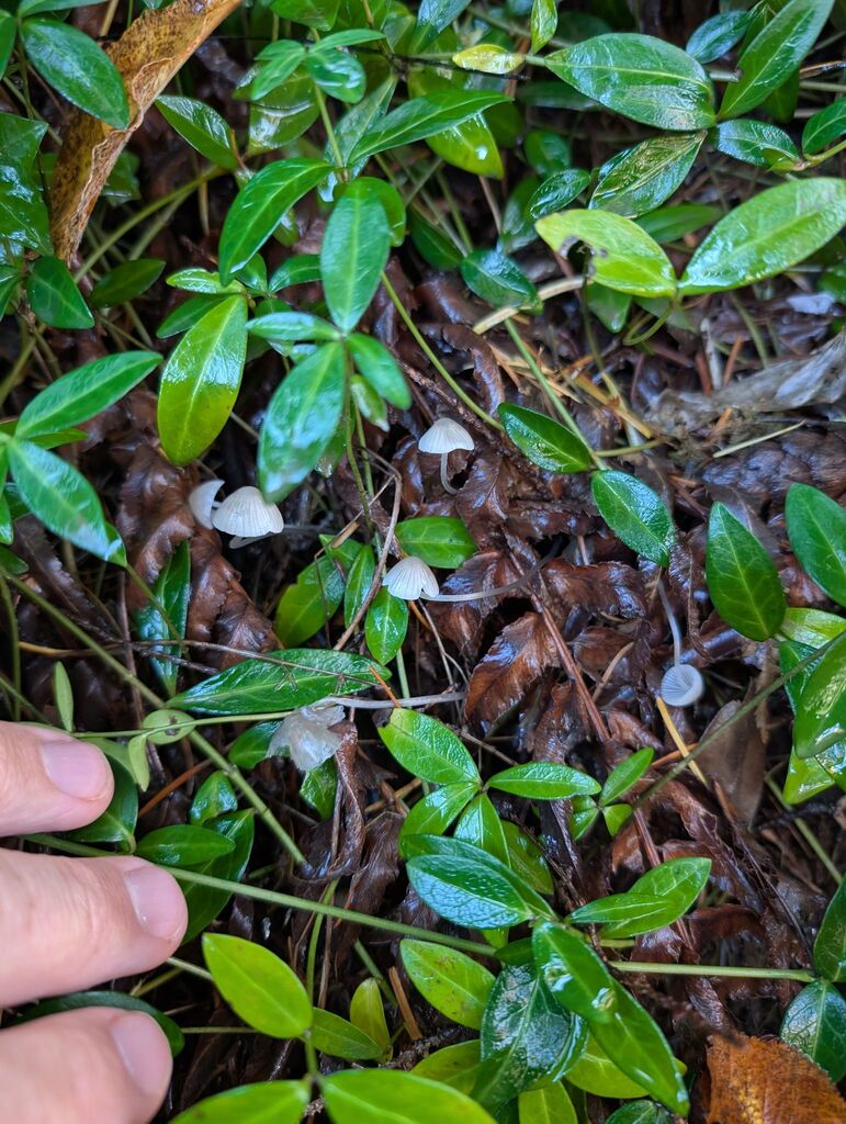 Mycena sp. 'CA04'