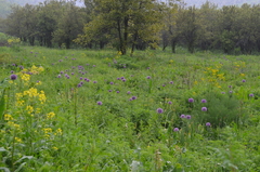 Allium aflatunense