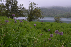 Allium aflatunense