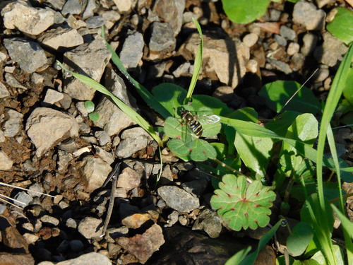 Unknown species found near Washington County, OR, USA