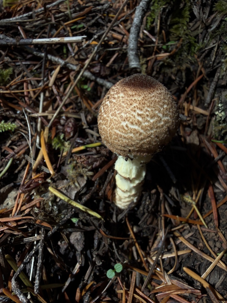 Lepiota magnispora · November 2025 · photo: © deehimes (iNaturalist, cc-by)