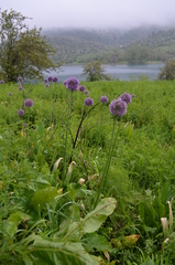 Allium aflatunense