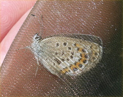 Plebejus argus