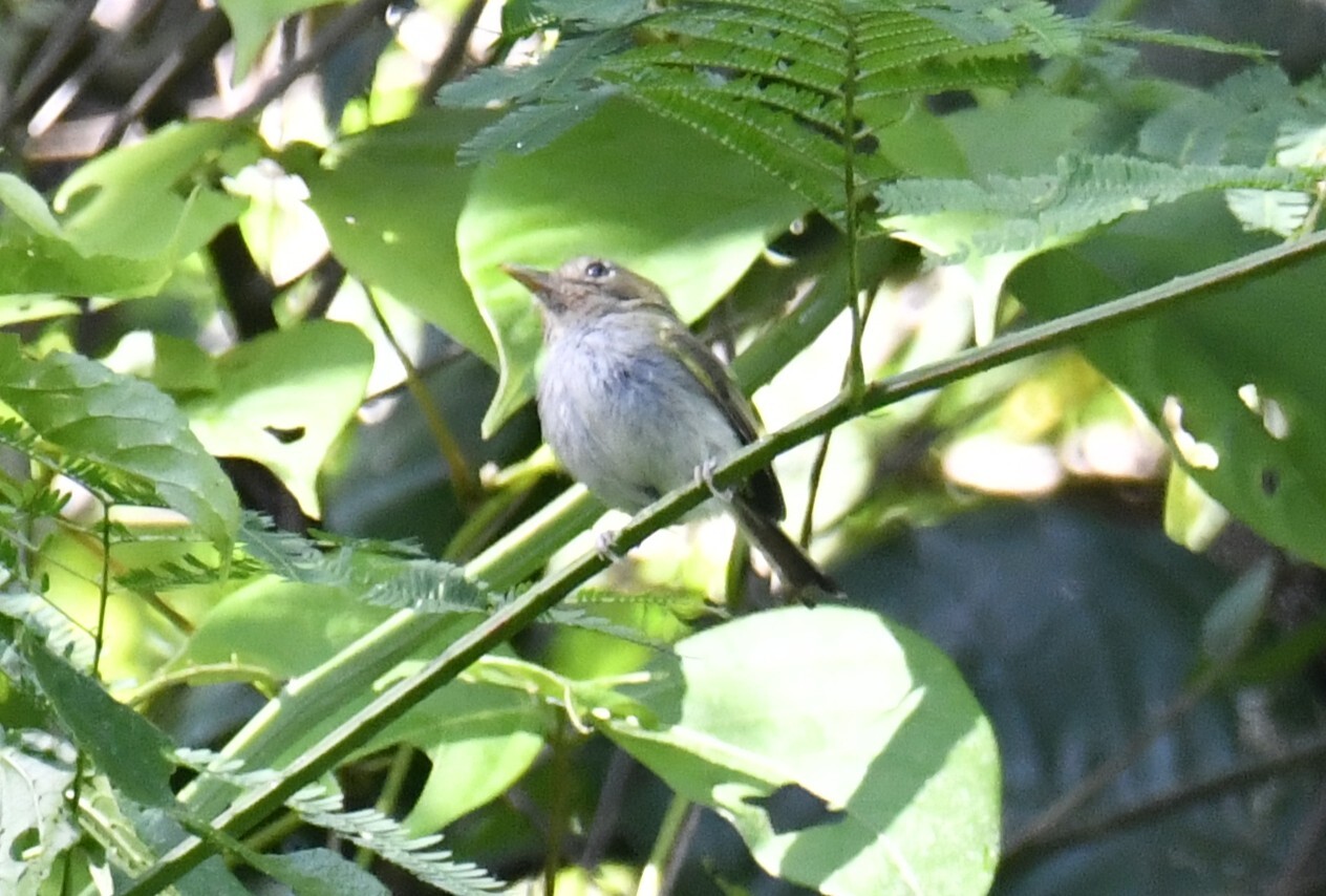Fork-tailed Tody-Tyrant (Hemitriccus furcatus), photo 1