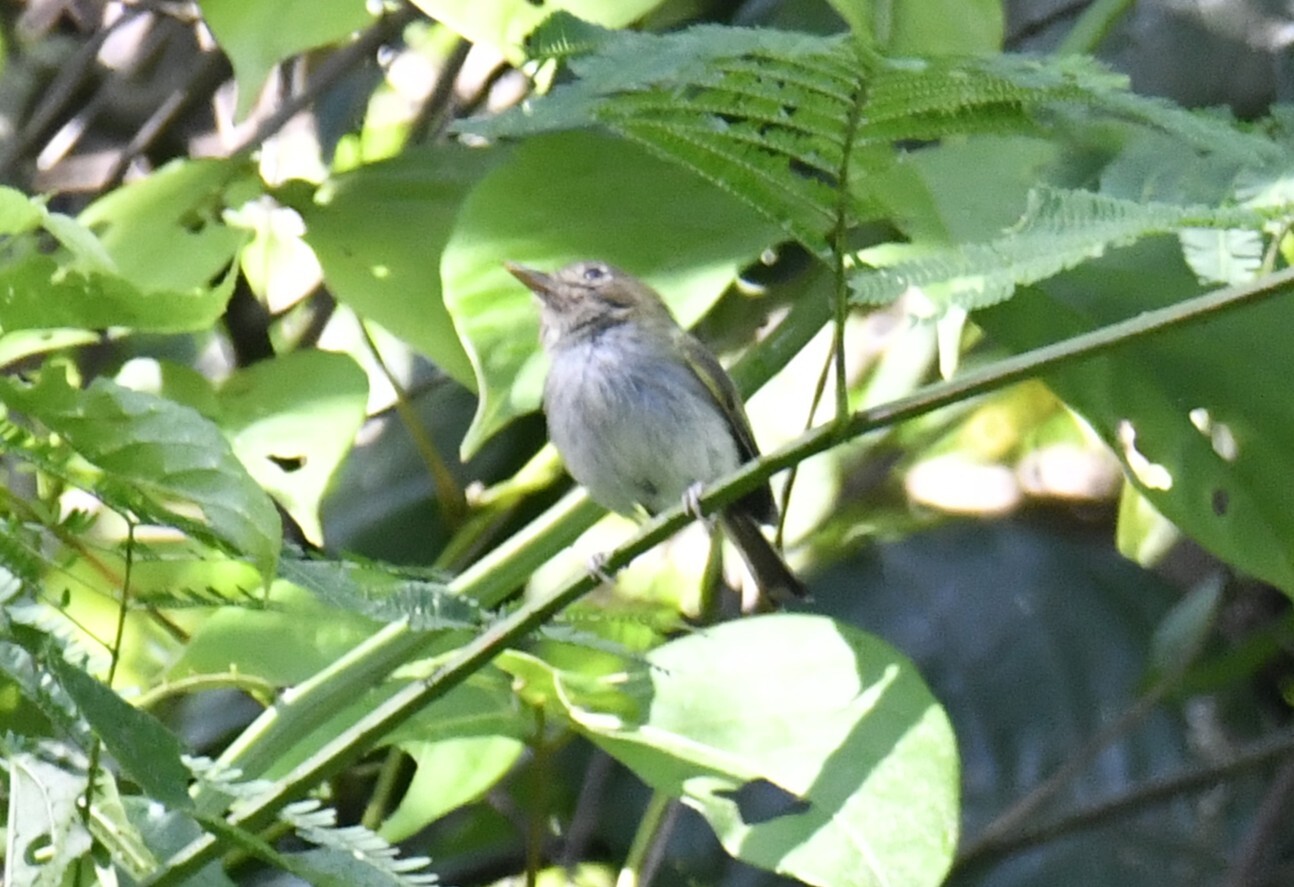 Fork-tailed Tody-Tyrant (Hemitriccus furcatus), photo 2