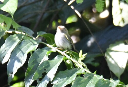 Fork-tailed Tody-Tyrant (Hemitriccus furcatus), photo 4