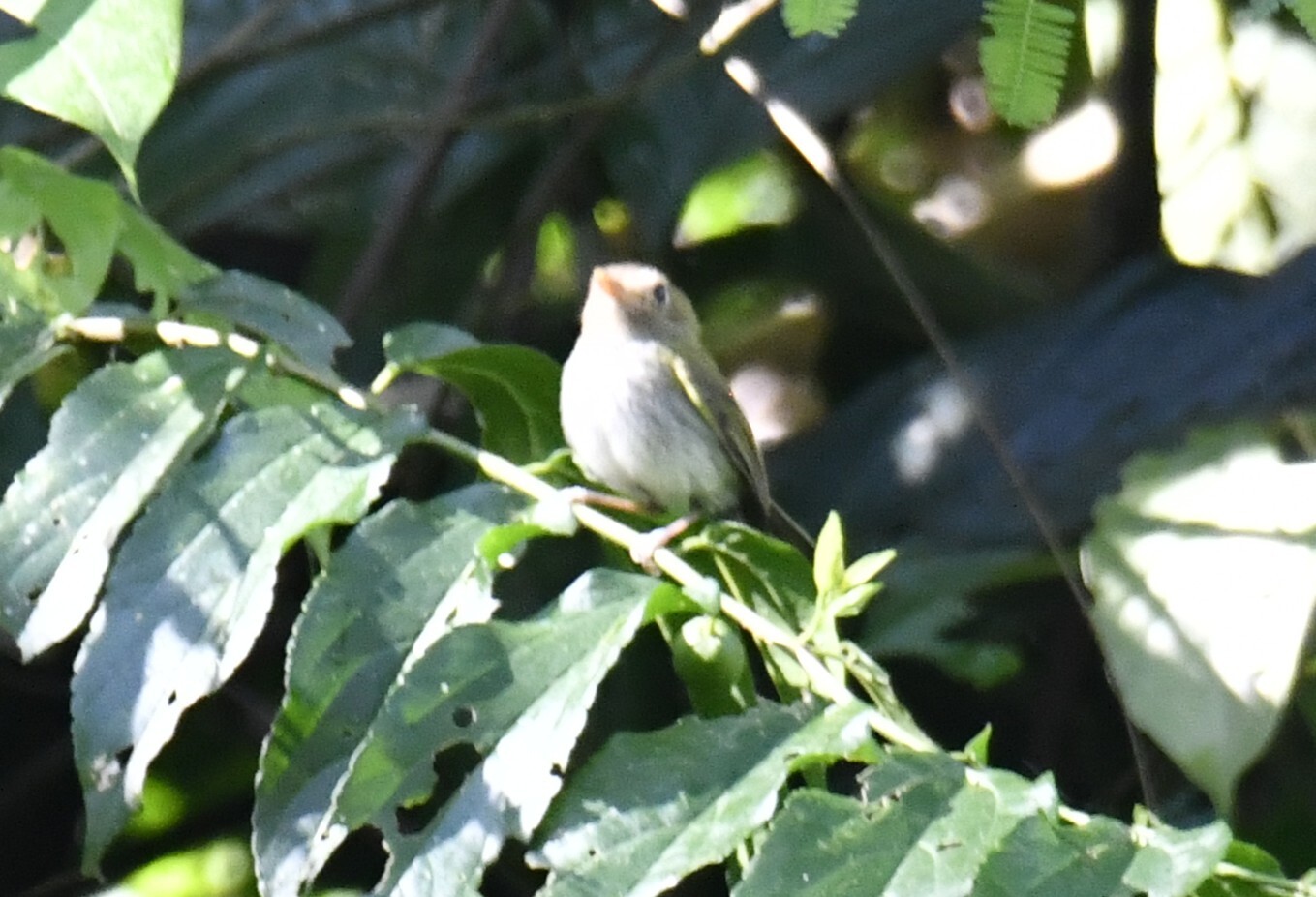 Fork-tailed Tody-Tyrant (Hemitriccus furcatus), photo 4