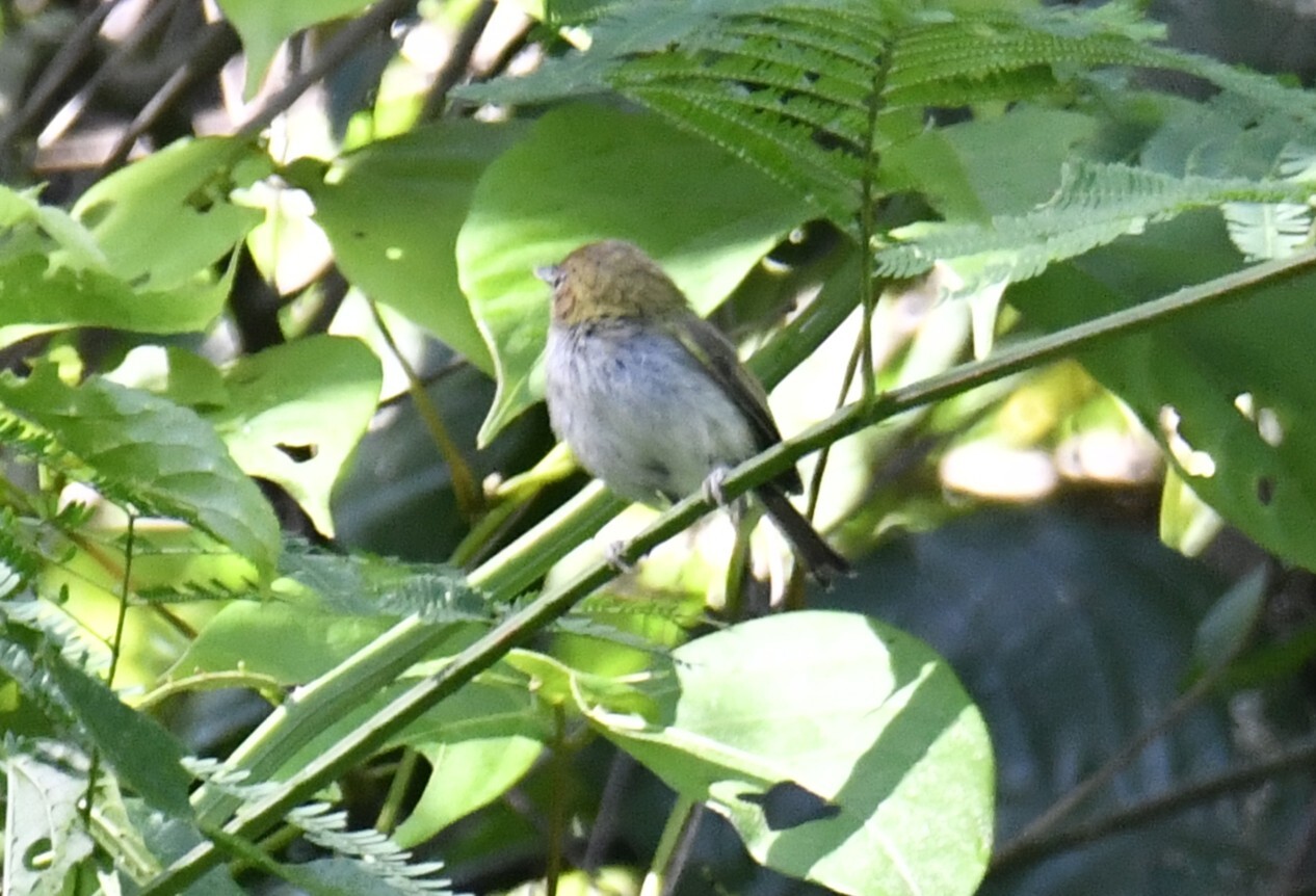 Fork-tailed Tody-Tyrant (Hemitriccus furcatus), photo 3