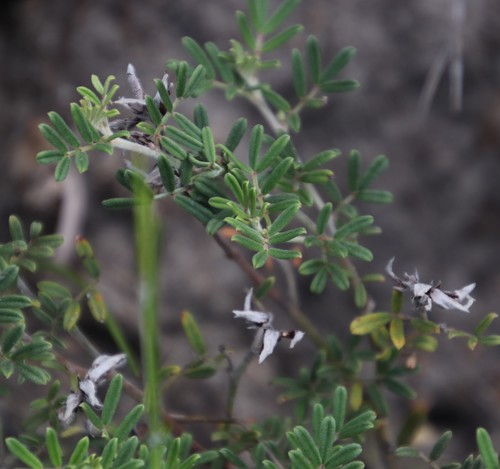 Image of Indigofera praetermissa by (c) Tony Rebelo, some rights reserved (CC BY-SA)