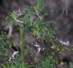 Indigofera hamulosa