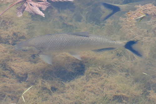 Sicklefin tetra (Brycon falcatus) — Bryconidae — 4