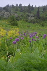 Allium aflatunense