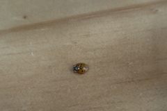Harmonia axyridis