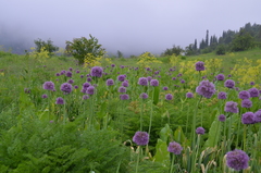 Allium aflatunense