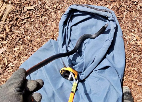 Red-bellied Black Snake sighting