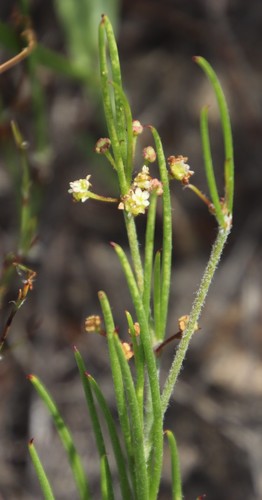 Image of Centella macrocarpa by (c) Tony Rebelo, some rights reserved (CC BY-SA)