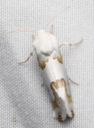 Silver-banded Gem Moth photo 3
