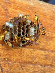 Mischocyttarus cerberus