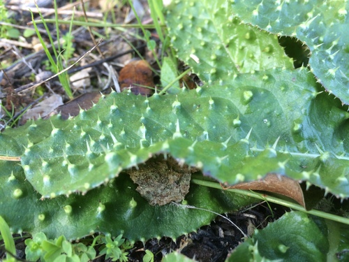 Image of Helminthotheca Spinosa (Helminthotheca spinosa) by no rights reserved