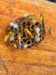 Mischocyttarus cerberus