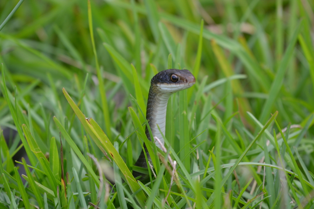 Everglades Racer from Miami-Dade County, FL, USA on November 1, 2025 at ...