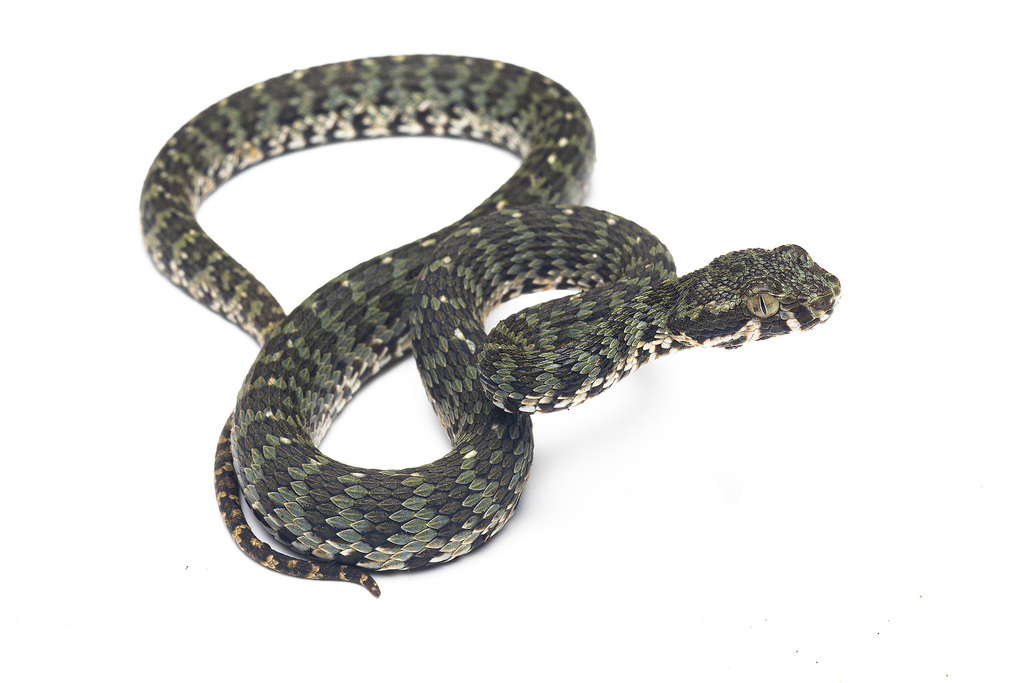 Kanburi Pit Viper