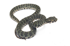 Kanburi Pit Viper photo 1