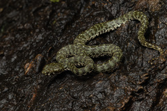 Kanburi Pit Viper photo 2