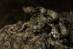 Kanburi Pit Viper photo 3
