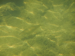 Alburnoides bipunctatus