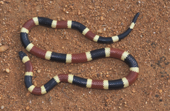 Micruroides euryxanthus