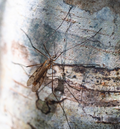 Gynoplistia (Gynoplistia) wakefieldi