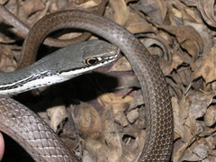 Masticophis bilineatus