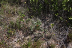 Lobostemon curvifolius