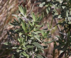 Lobostemon curvifolius