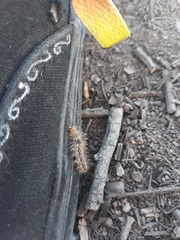 Lepidoptera