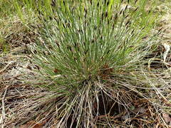 Schoenus ferrugineus