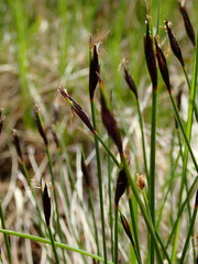 Schoenus ferrugineus