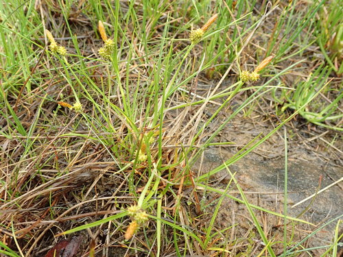 Variety Carex oederi bergrothii · iNaturalist