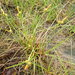 Carex oederi bergrothii - Photo (c) Владимир Бурый, algunos derechos reservados (CC BY-NC), uploaded by Владимир Бурый